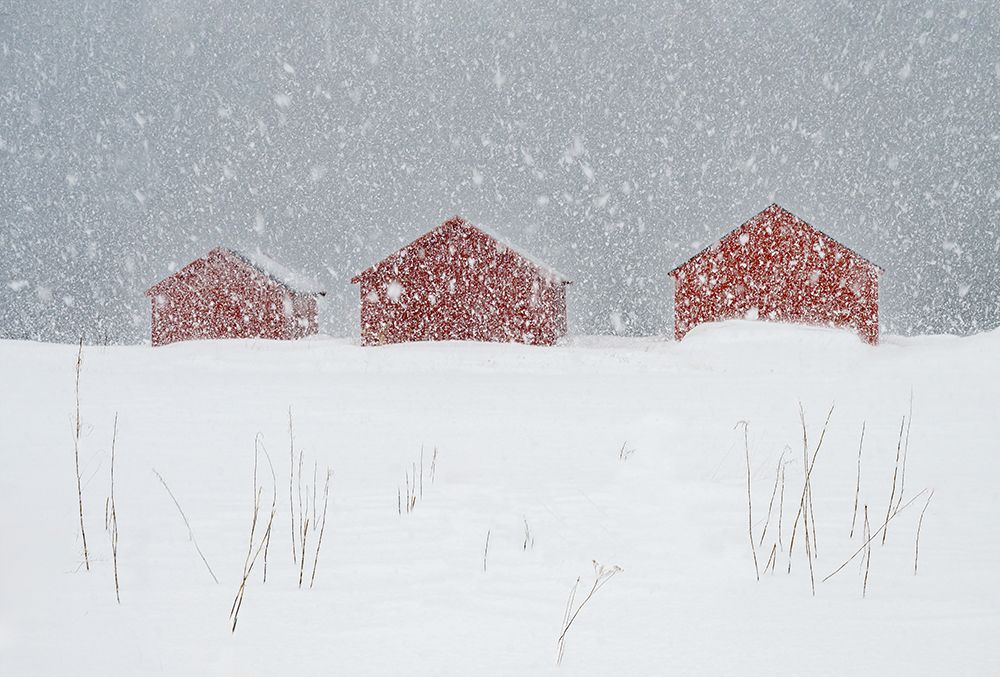 Red boat houses in the snow art print by Ann Cornelis for $57.95 CAD