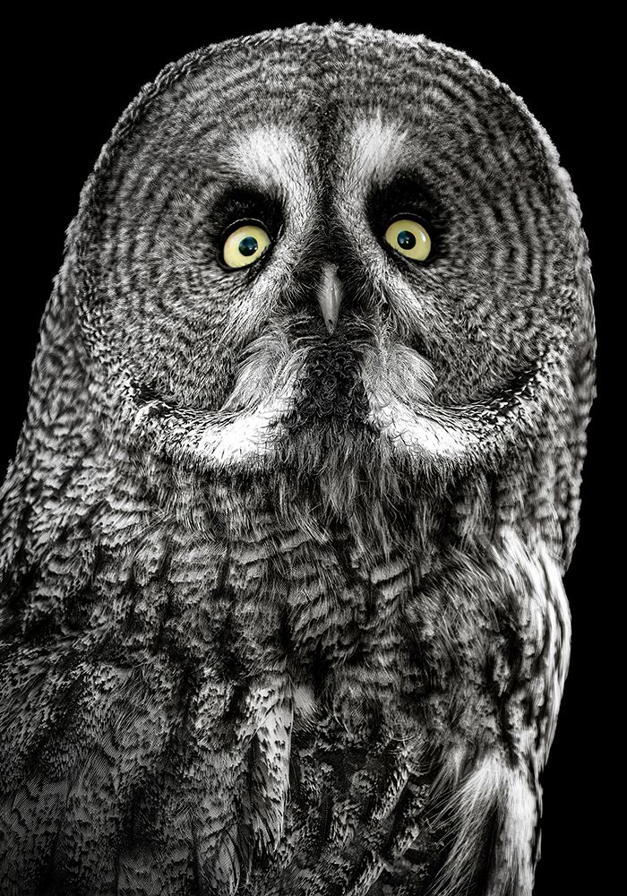 Owl art print by Lee Kershaw for $57.95 CAD