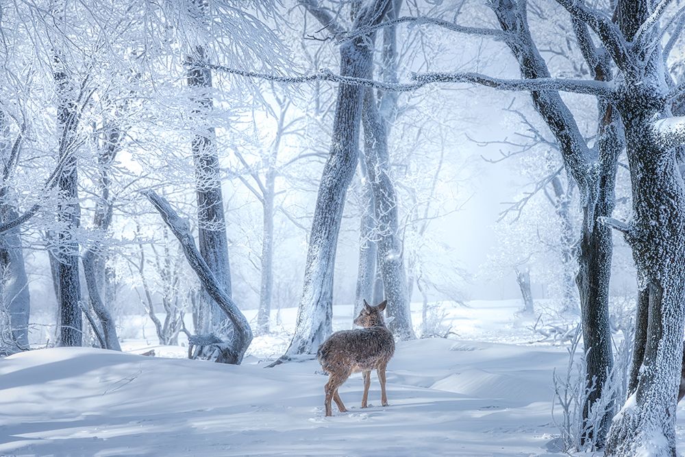 The Sika Deer in the Snowy Forest art print by Yuan Cui for $57.95 CAD