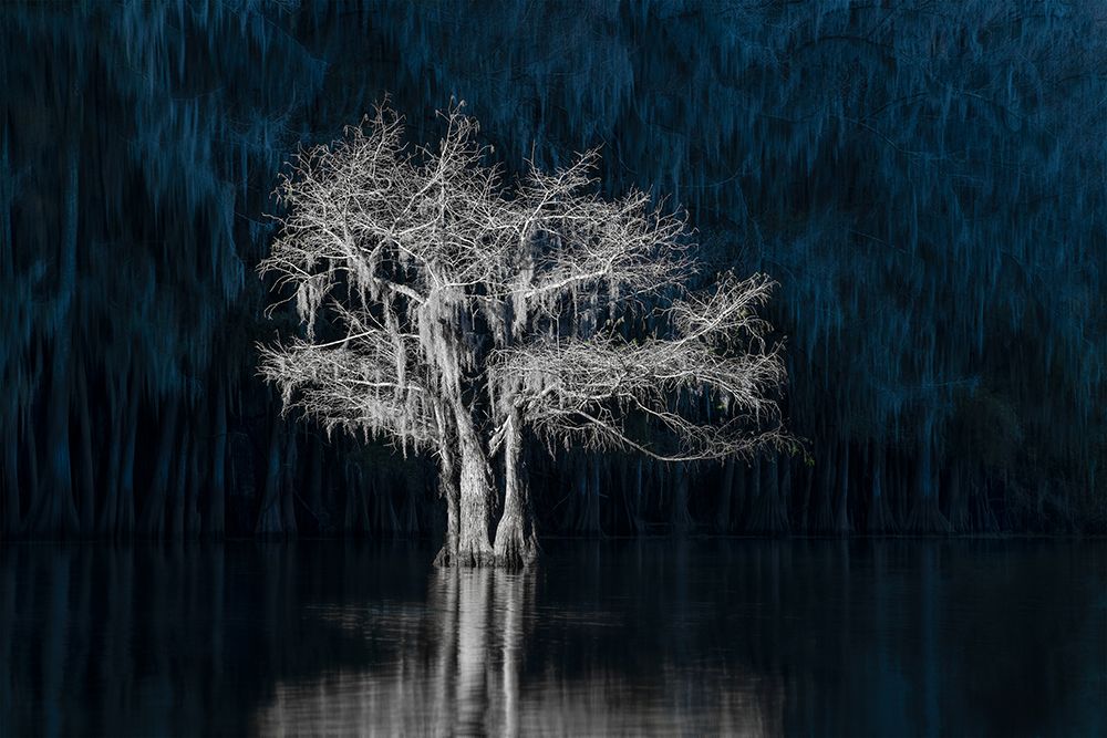 A Lonely Tree art print by Shirley Ji for $57.95 CAD