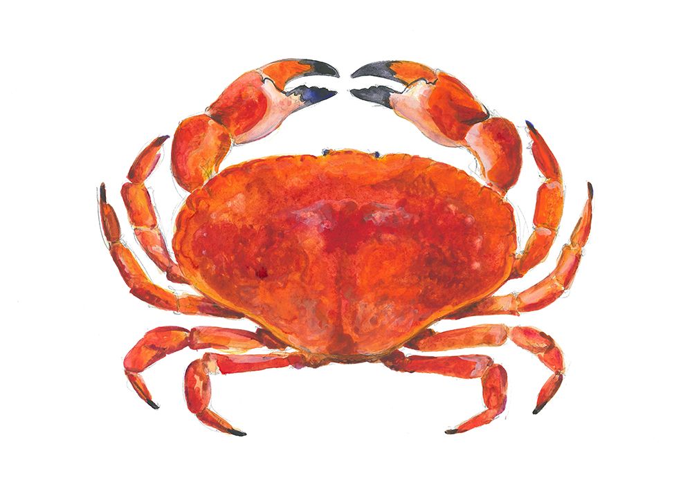 Watercolour Crab art print by Isabelle Brent for $57.95 CAD