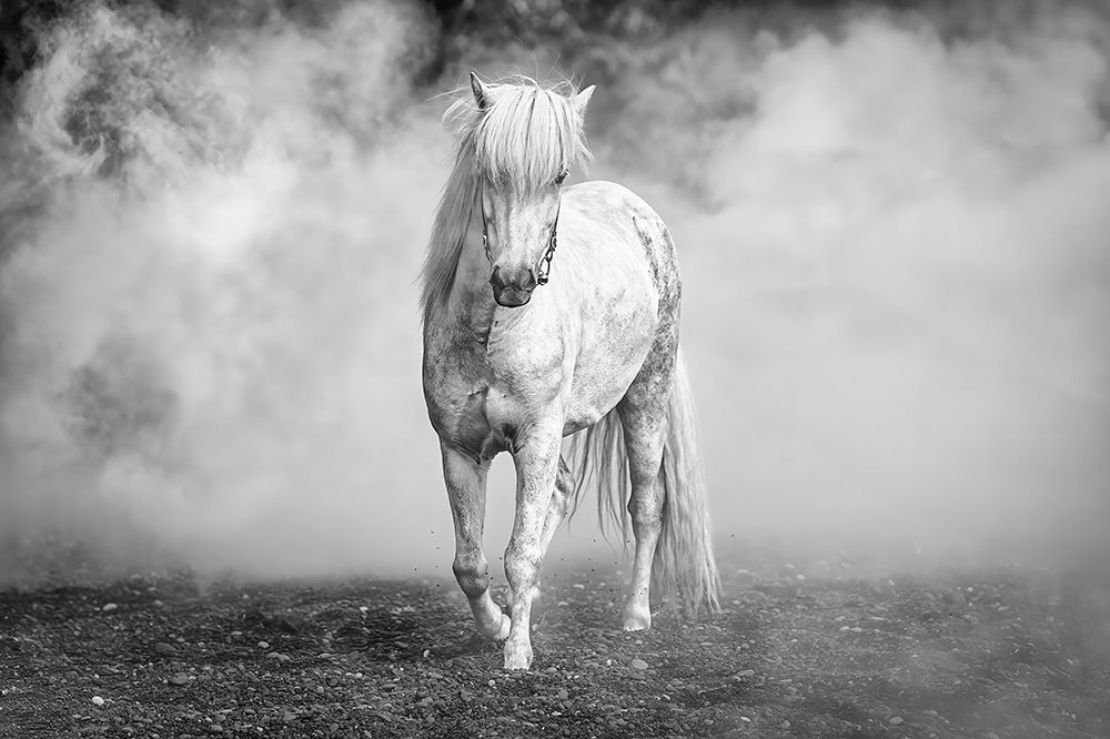 And there came a white horse art print by Jeffrey C. Sink for $57.95 CAD