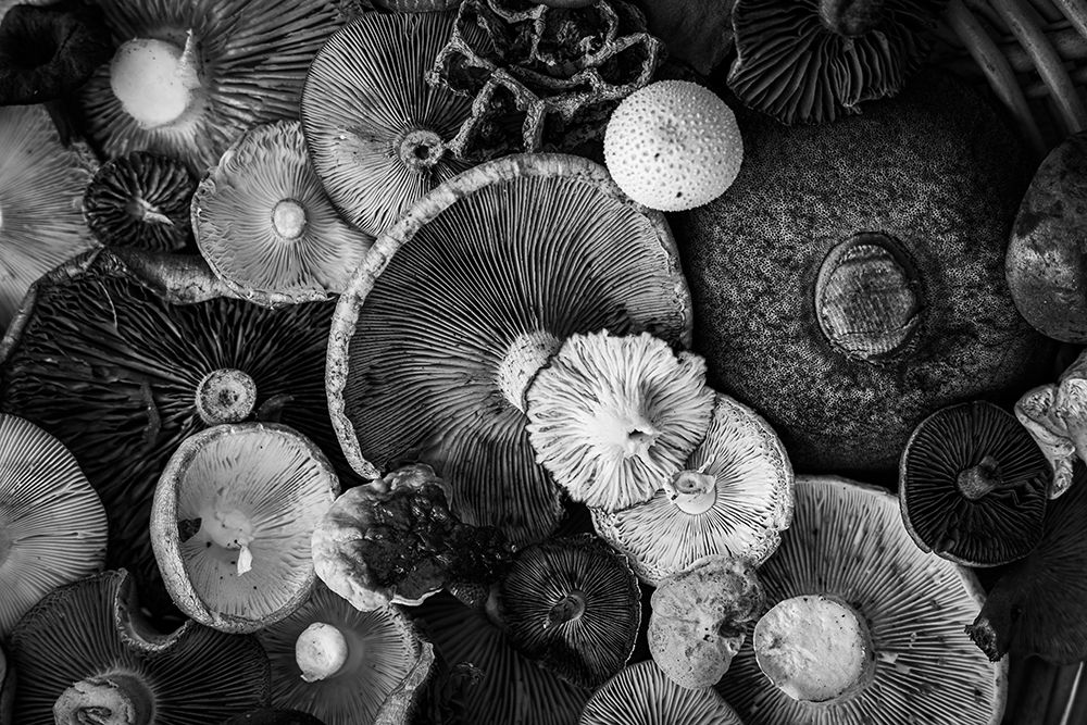 natural patterns art print by Marija Kordic for $57.95 CAD
