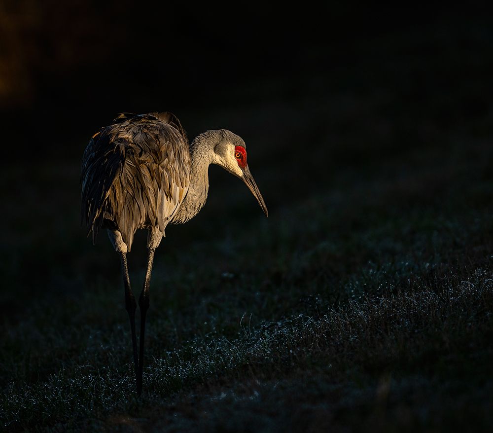 Sand Crane art print by Liwen Tao for $57.95 CAD