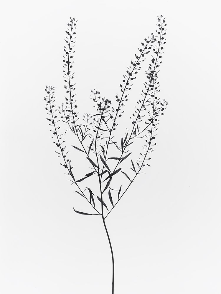 Driead Plant I art print by Magda Izzard for $57.95 CAD