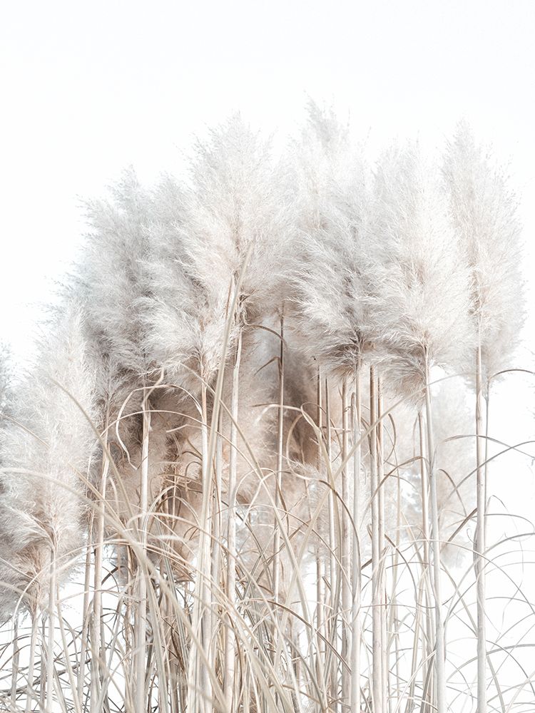 Pampas Grass Ii art print by Magda Izzard for $57.95 CAD