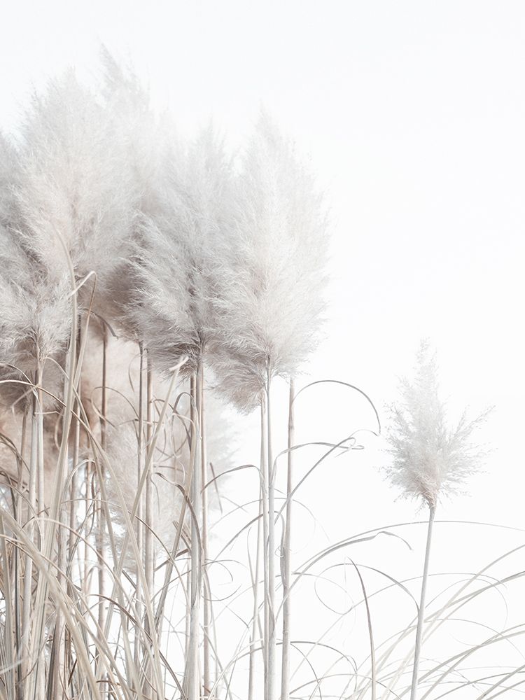 Pampas Grass I art print by Magda Izzard for $57.95 CAD