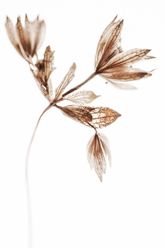 Delicate Plant I art print by Magda Izzard for $57.95 CAD
