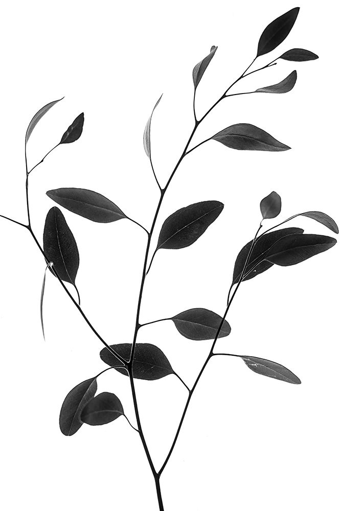 Delicate Branch art print by Magda Izzard for $57.95 CAD