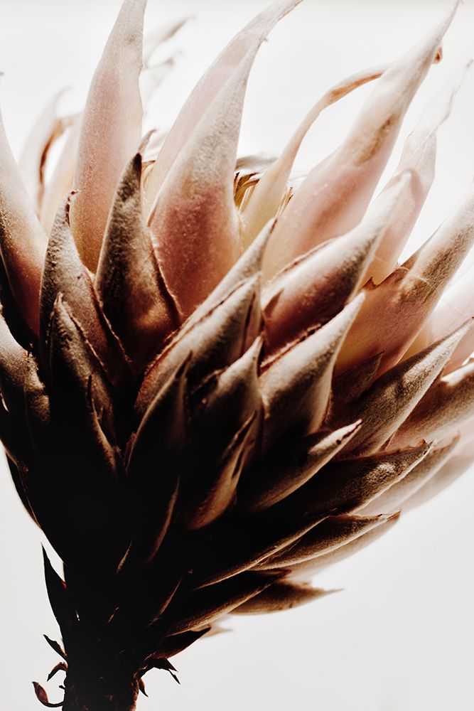 Protea Flower I art print by Magda Izzard for $57.95 CAD