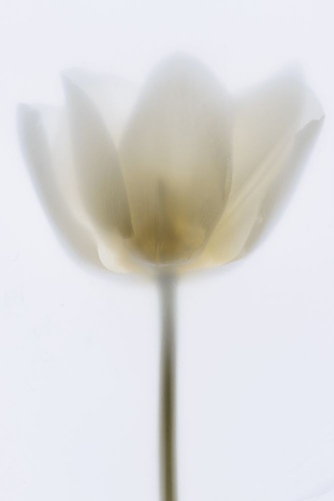 Delicate Tulip art print by Magda Izzard for $57.95 CAD