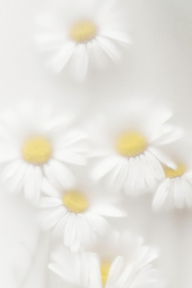 Daisies art print by Magda Izzard for $57.95 CAD