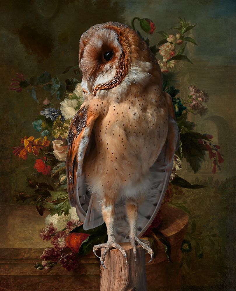 Barn owl in flower still life art print by Maria Hylarides for $57.95 CAD