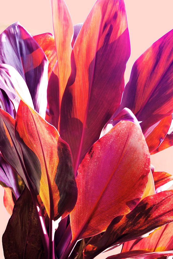 Fuchsia Leaves I art print by Gemma Bardot for $57.95 CAD