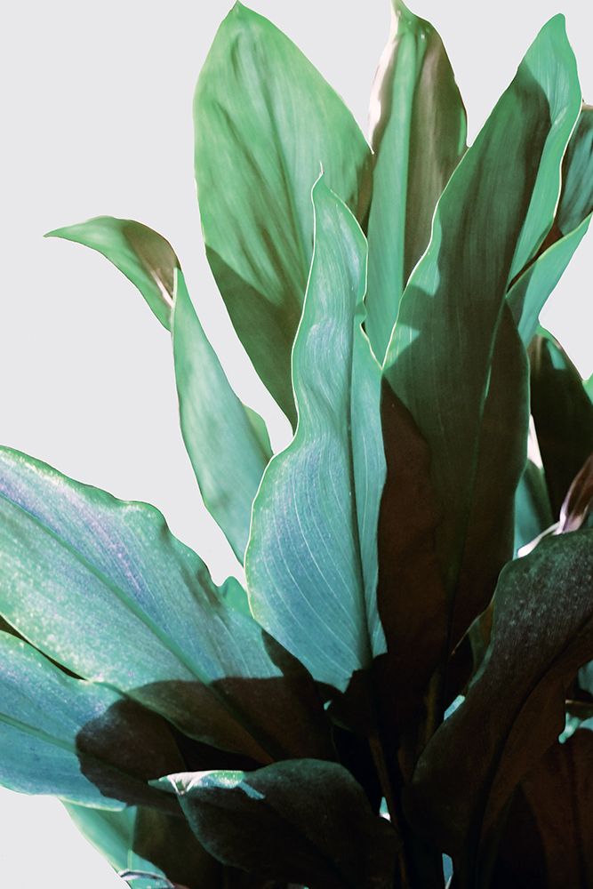 Green Leaves art print by Gemma Bardot for $57.95 CAD