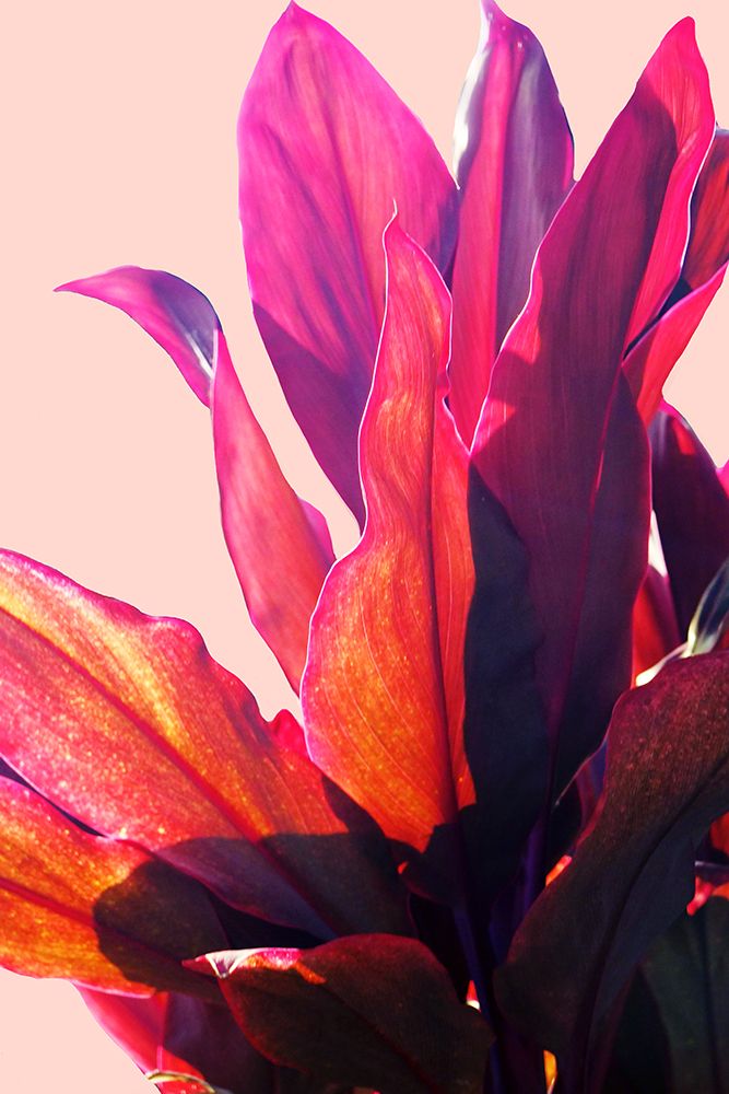 Fuchsia Leaves II art print by Gemma Bardot for $57.95 CAD