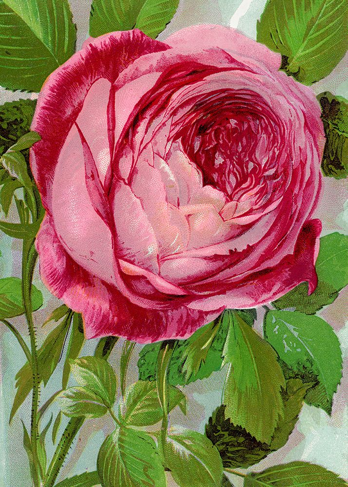 Pink Rose art print by Botanical Specimen Rochester for $57.95 CAD