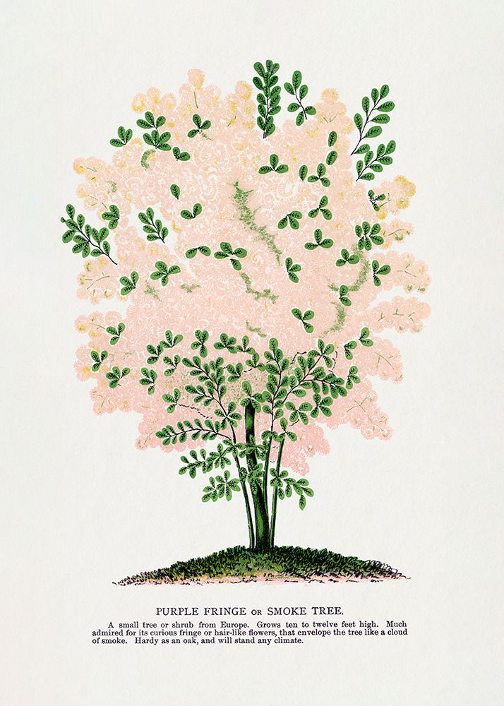 Purple Fringe Tree Lithograph art print by Botanical Specimen Rochester for $57.95 CAD