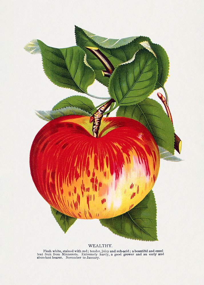 Wealthy Apple Lithograph art print by Botanical Specimen Rochester for $57.95 CAD