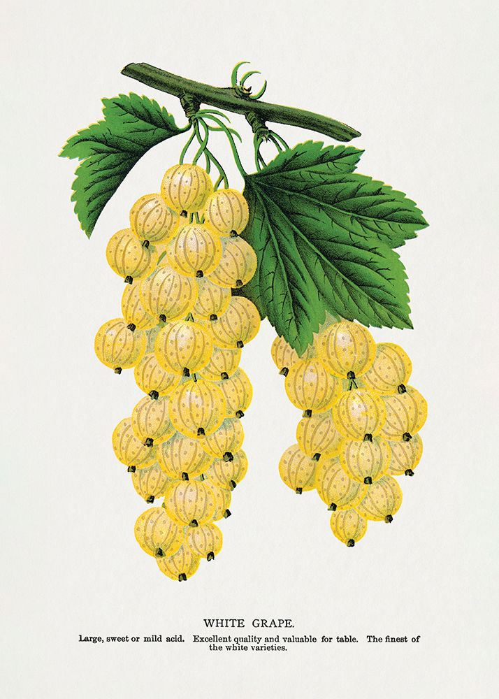White Grape Lithograph art print by Botanical Specimen Rochester for $57.95 CAD
