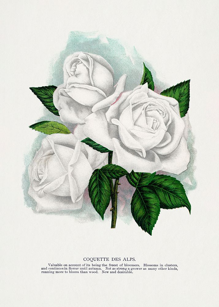 White Rose art print by Botanical Specimen Rochester for $57.95 CAD