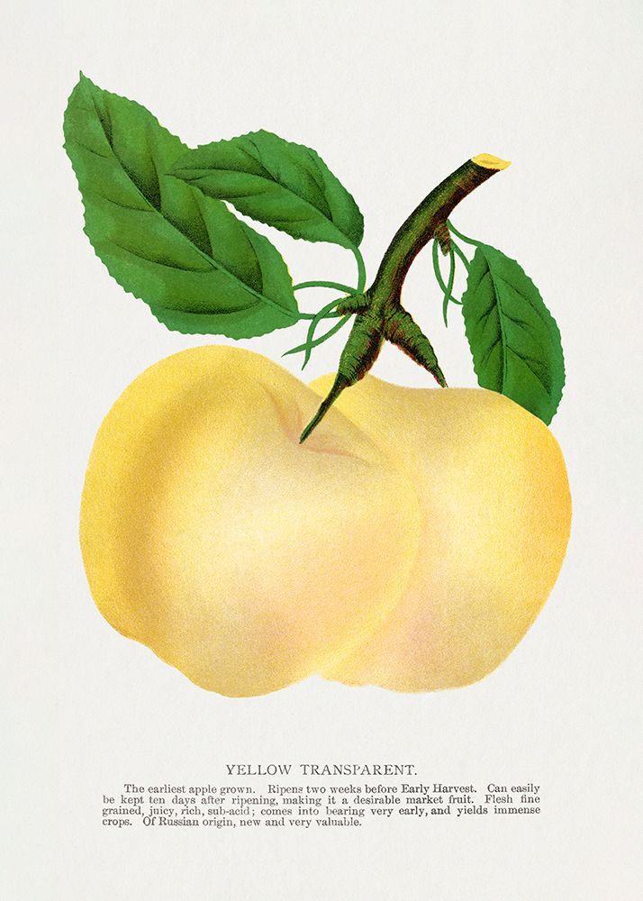 Yellow Transparent Apple Lithograph art print by Botanical Specimen Rochester for $57.95 CAD