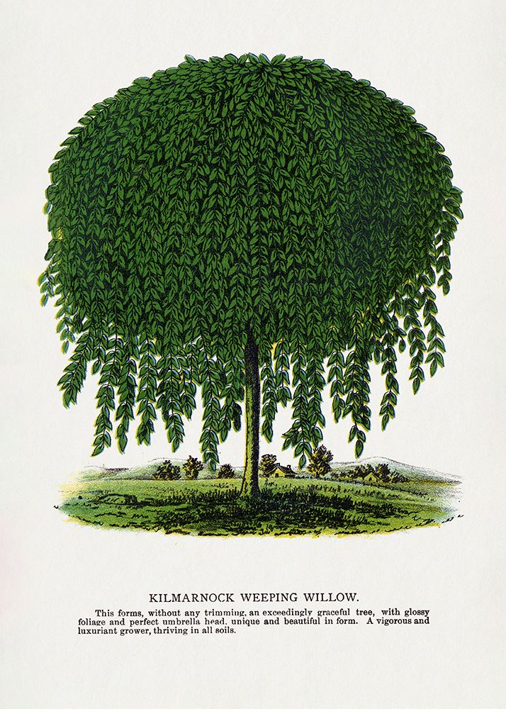 Kilmarnock Weeping Willow Tree Lithograph art print by Botanical Specimen Rochester for $57.95 CAD