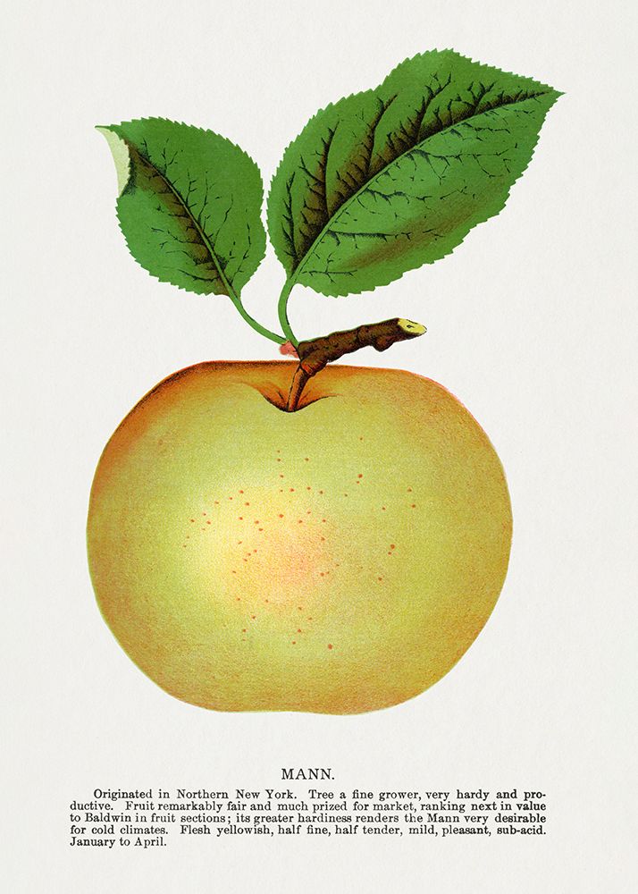 Mann Apple Lithograph art print by Botanical Specimen Rochester for $57.95 CAD