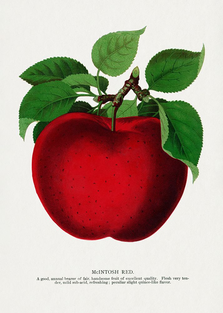 Mcintosh Red Apple Lithograph art print by Botanical Specimen Rochester for $57.95 CAD