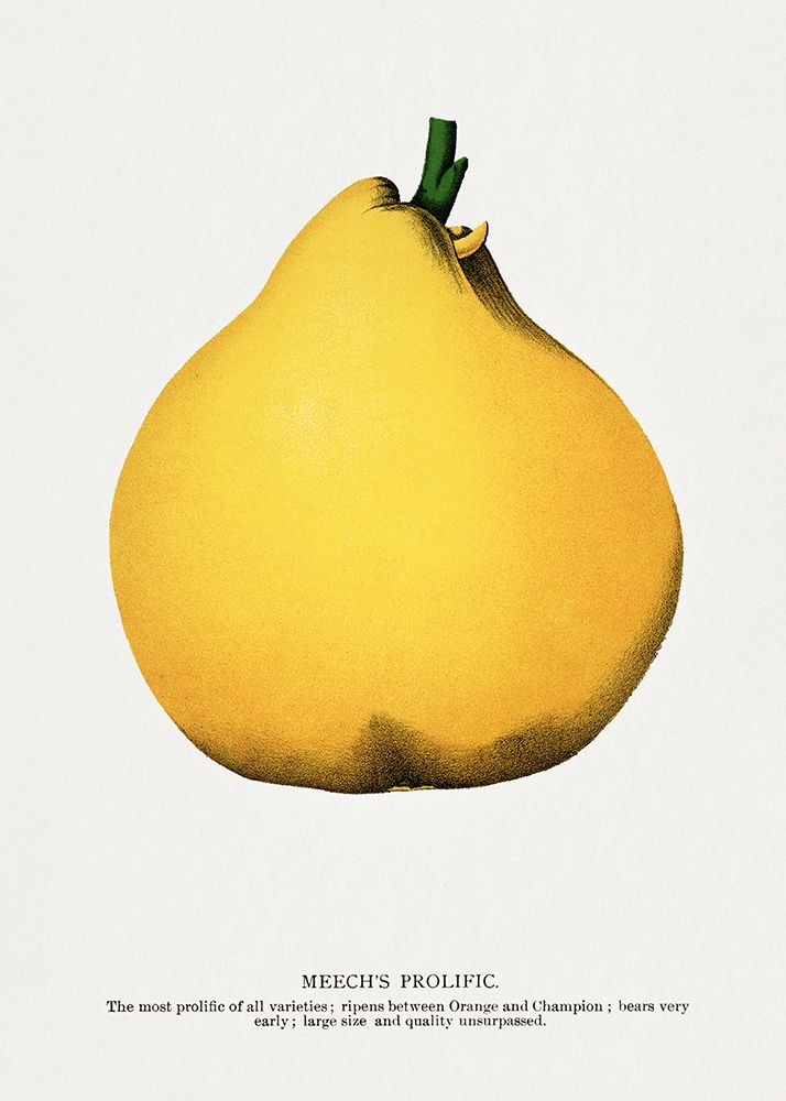 Prolific Pear Lithograph art print by Botanical Specimen Rochester for $57.95 CAD