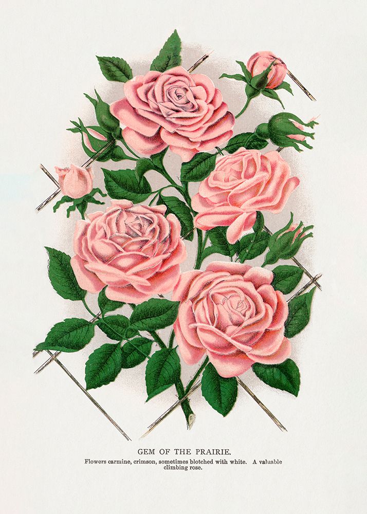 Pink Rose art print by Botanical Specimen Rochester for $57.95 CAD