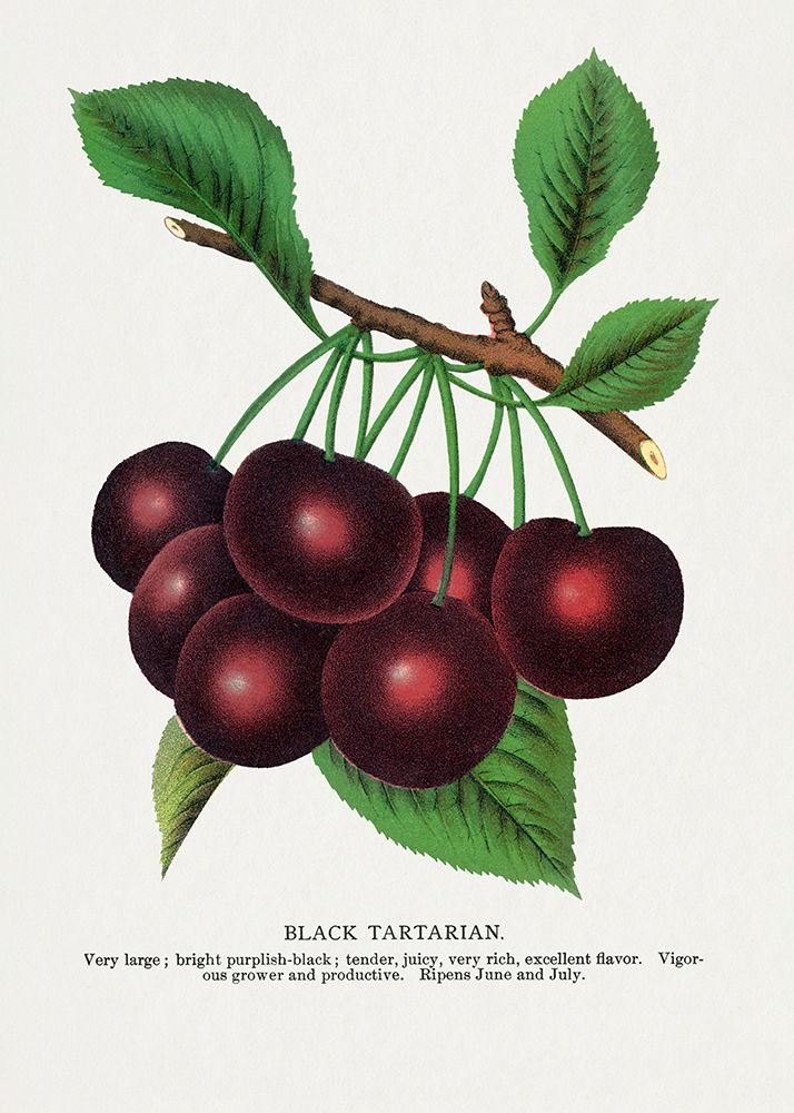 Black Tartarian Cherry Lithograph art print by Botanical Specimen Rochester for $57.95 CAD