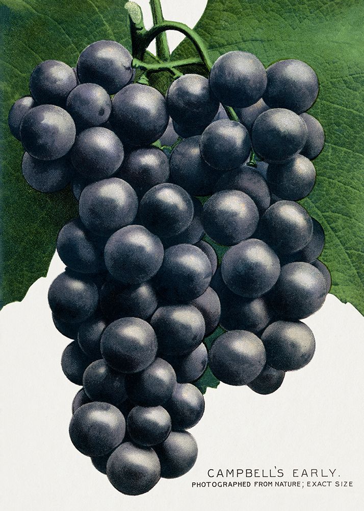 Campbells Early Grape Lithograph art print by Botanical Specimen Rochester for $57.95 CAD