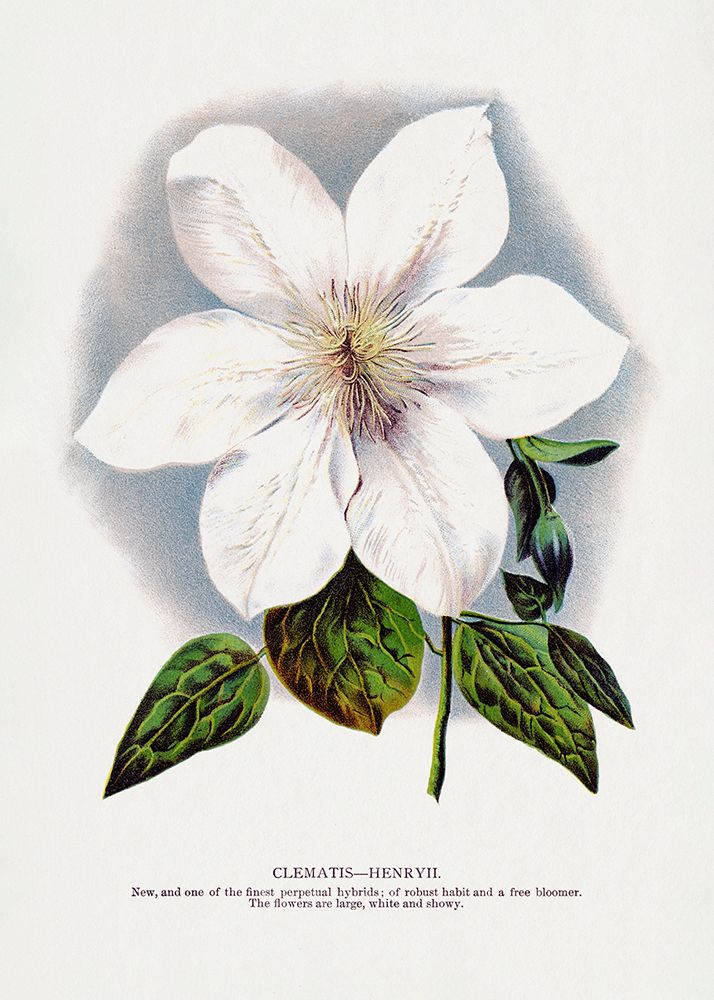 Clematis Flower Lithograph art print by Botanical Specimen Rochester for $57.95 CAD