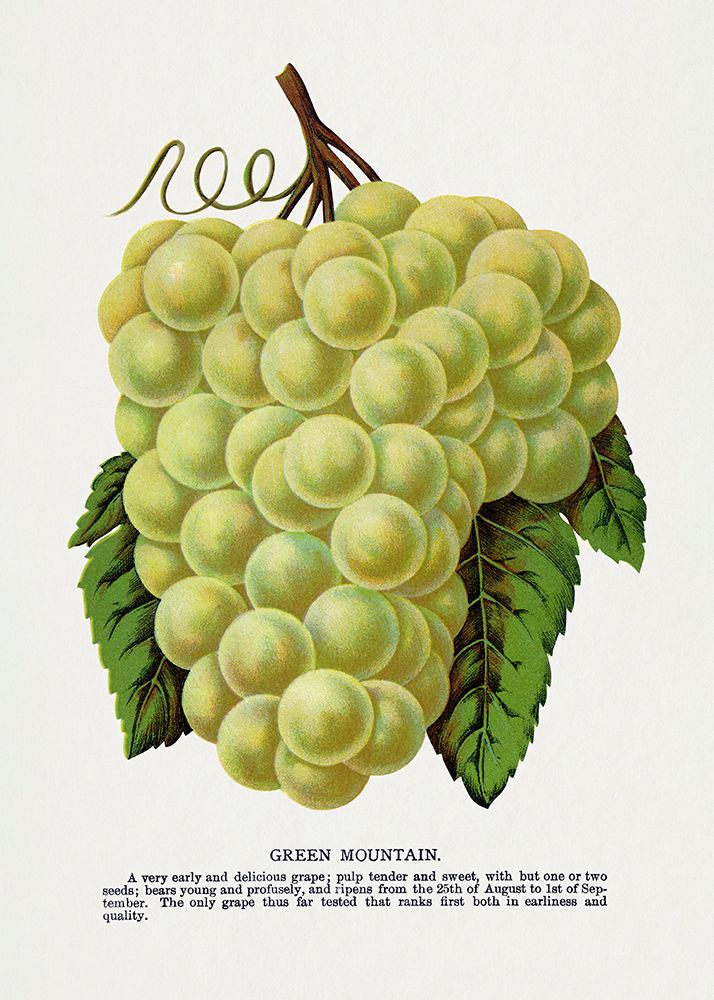 Green Mountain Grape Lithograph art print by Botanical Specimen Rochester for $57.95 CAD