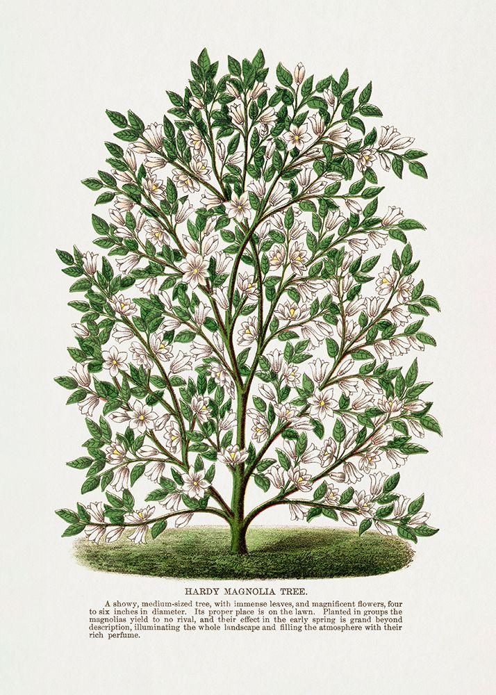 Hardy Magnolia Tree Lithograph art print by Botanical Specimen Rochester for $57.95 CAD