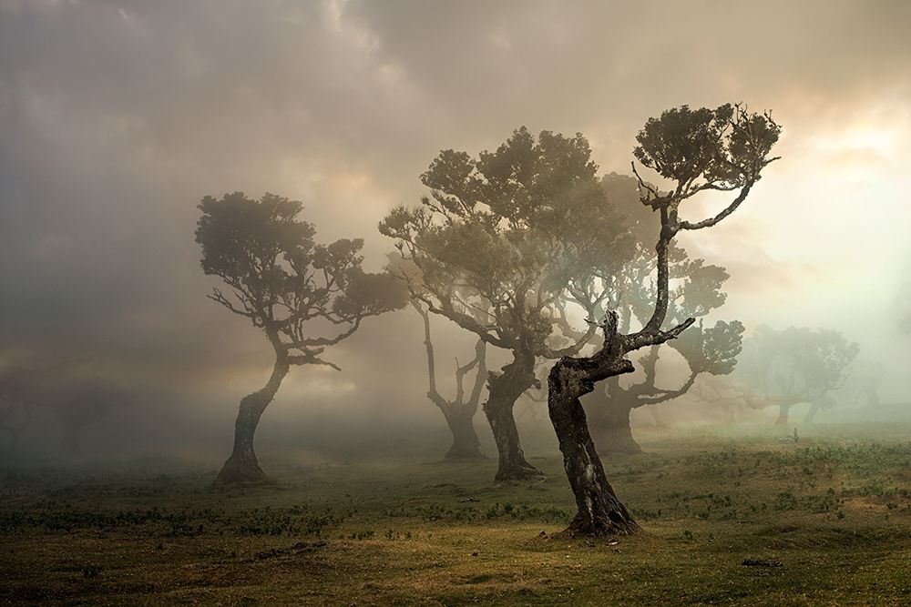 Misty Weathers art print by Roland Weber for $57.95 CAD
