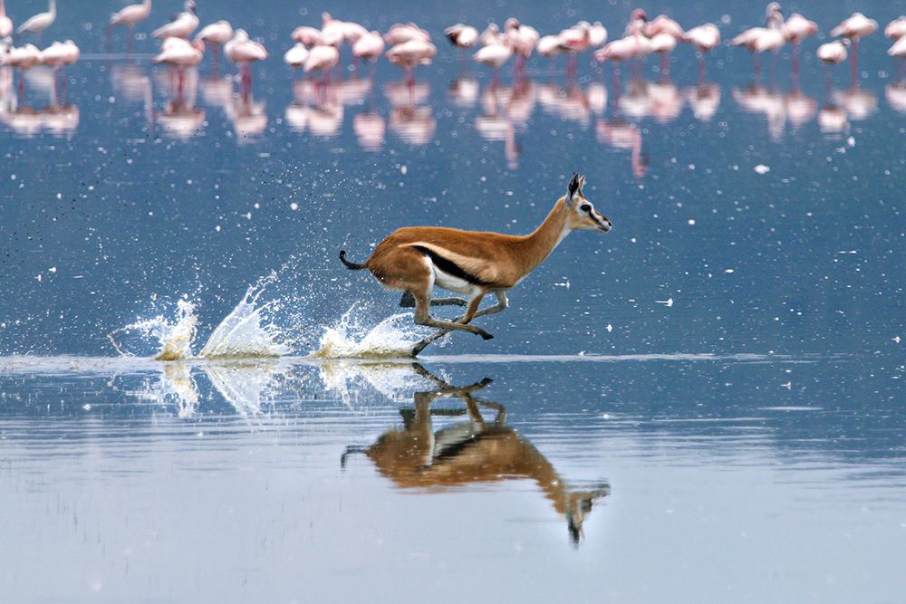 Thomsons Gazelle sprinting through Lake Nakuru art print by Emma Allen Rowlandson for $57.95 CAD