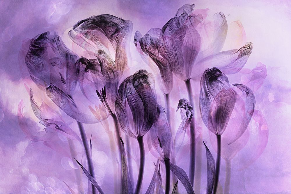 tulip fantasty art print by Hilda van der for $57.95 CAD