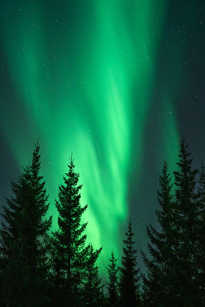 Northern Lights in the Woods art print by Henrike Schenk for $57.95 CAD