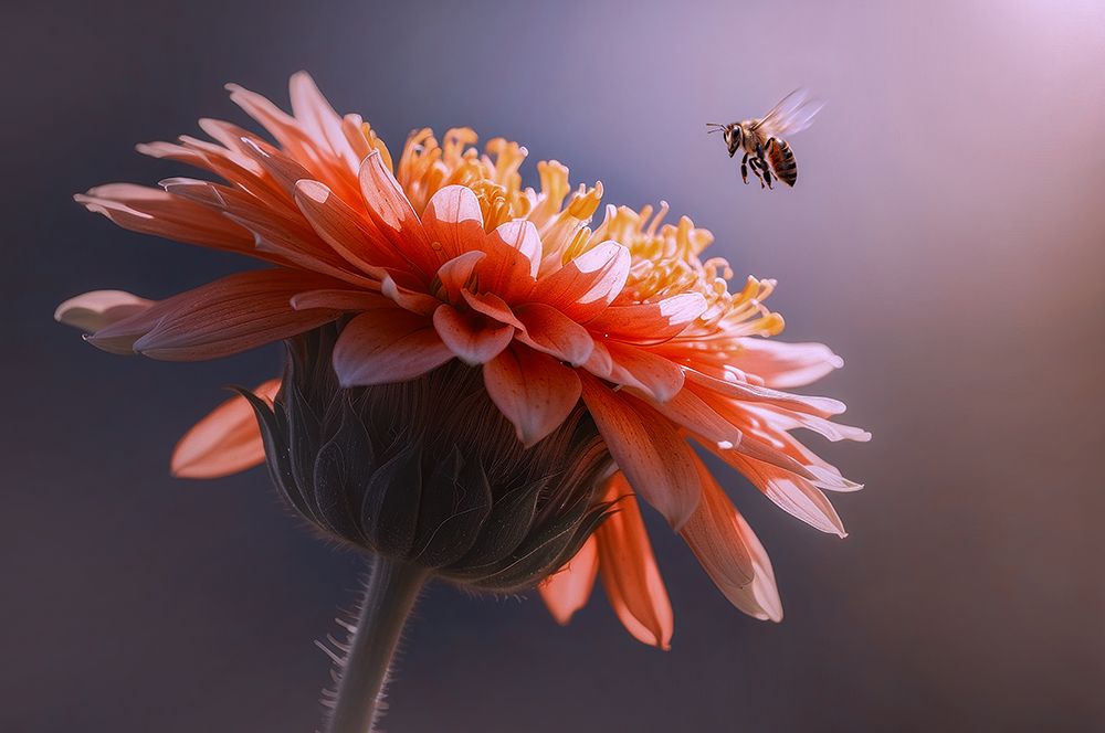 Bee Flying on the Flower art print by Edy Pamungkas for $57.95 CAD