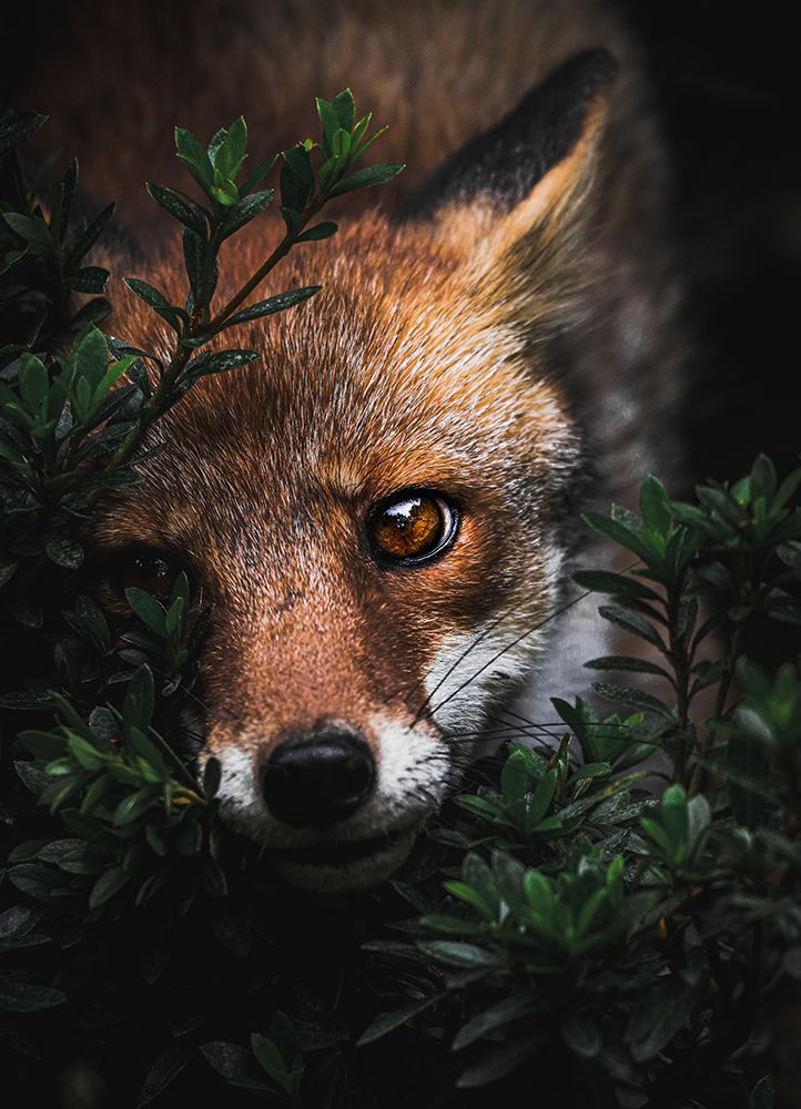 Gaze art print by Yuta Yamaya for $57.95 CAD
