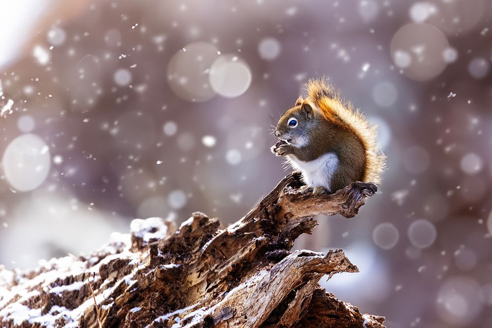 The Magic Squirrel art print by Mircea Costina for $57.95 CAD