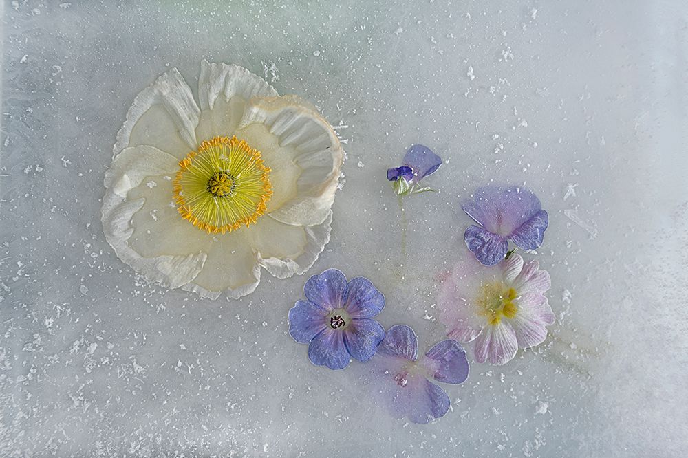 Poppy and other flowers. art print by Pedro Uranga for $57.95 CAD