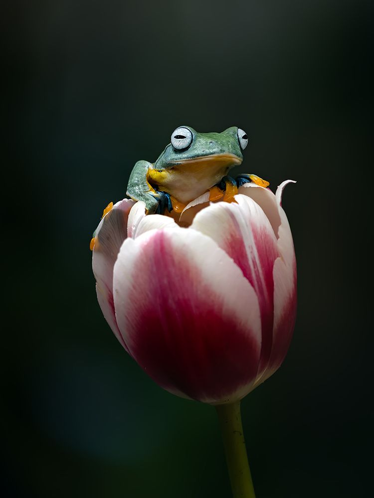 Cute Flying Frog art print by Fauzan Maududdin for $57.95 CAD