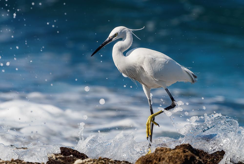 Graceful Little egret. art print by Iryna Gurzhuyenko for $57.95 CAD