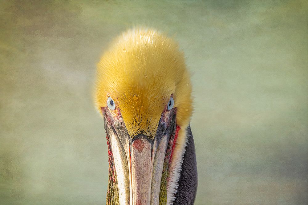 Watching You art print by Linda Arnado for $57.95 CAD