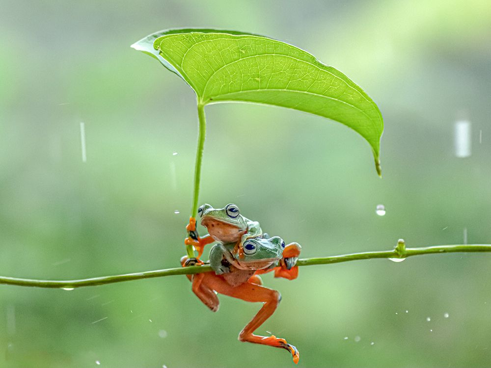 pair of green frogs art print by Nashruddin al islam for $57.95 CAD