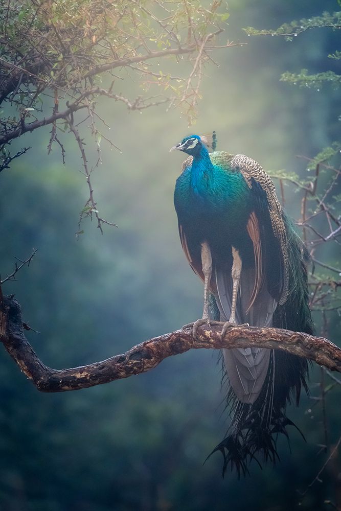 Peacock in Rain art print by Abhinav Sharma for $57.95 CAD
