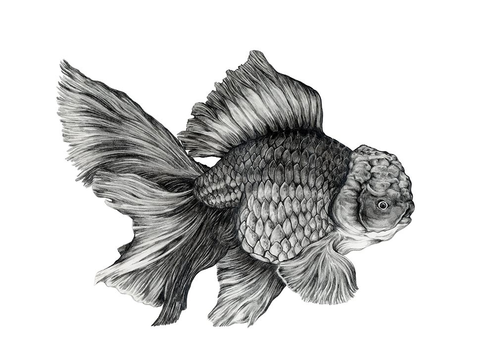 Blueberry Goldfish art print by Max Lunden for $57.95 CAD